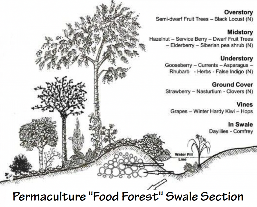 permaculture-food-forest